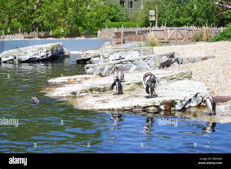 Penguins at Chester Zoo Stock Photo - Alamy