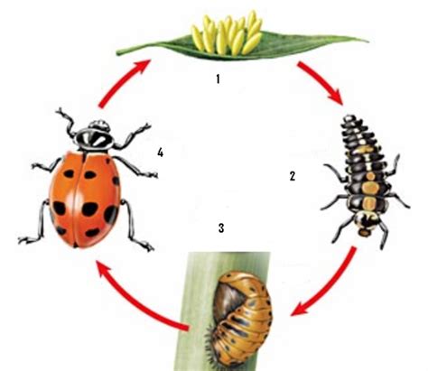 Homebrewing Beer: Ladybug life cycle