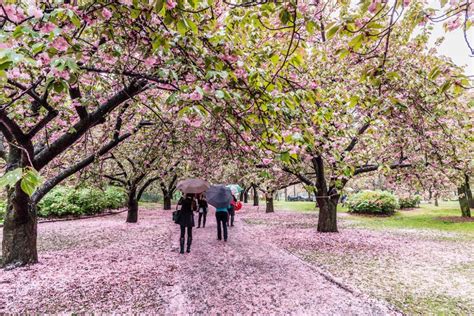 Brooklyn Botanic Garden Cherry Blossom Festival (Everything You Need To ...