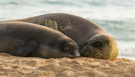 Hawaiian monk seals, Hawaiian monk seal, Hawaiian monk seal pup, seal pup, Kaimana, Marine ...