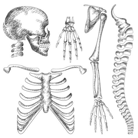 Human Skeleton Drawing