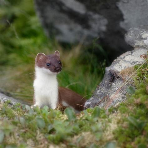 Arctic weasel by bluescript on deviantART