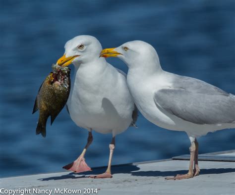 Seagulls Eating | Welcome to NancyBirdPhotography.com