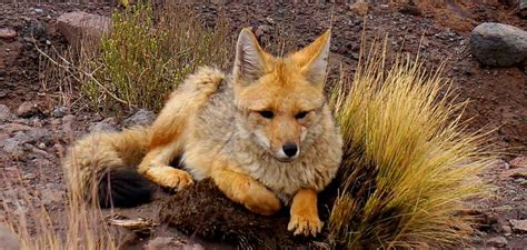 Culpeo Pet Fox, Jackal, Wild Dogs, Mammals, Coyotes, Google ...