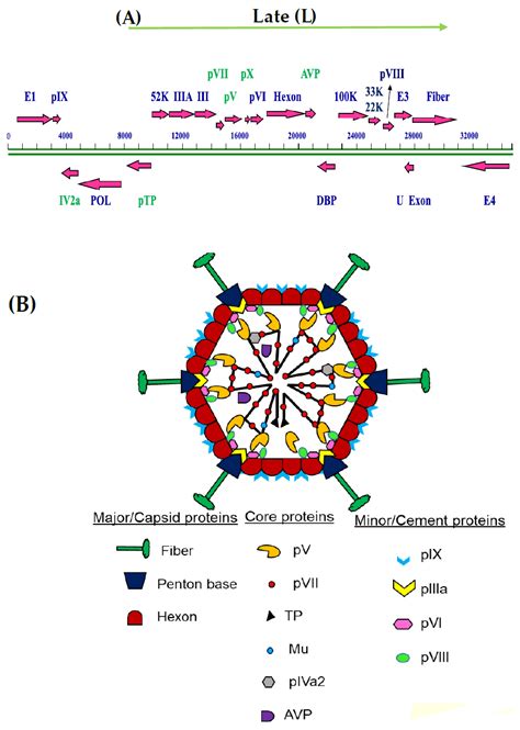 Viruses | Free Full-Text | Adenovirus Core Proteins: Structure and Function