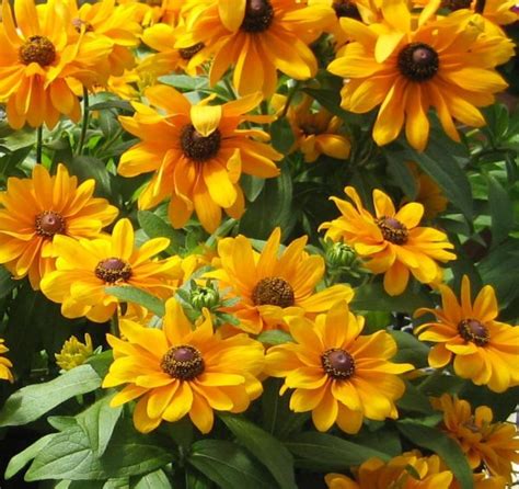 Rudbeckia | Bloom-Masters