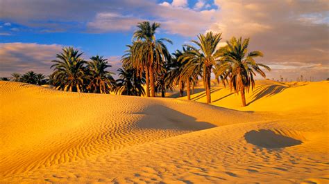 Serene Desert Oasis: HD Wallpaper of Sand Dunes and Palm Trees