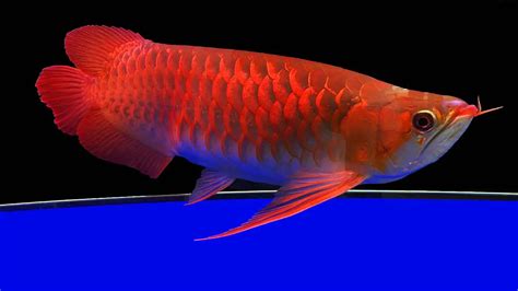 8 Arowana Types: Rare & Expensive Varieties