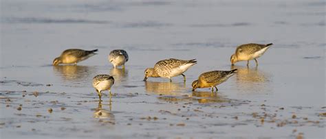 Red Knot Identification & Photos - Shanghai Birding 上海观鸟