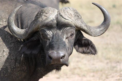 Wildlife pic of the week: The African Buffalo