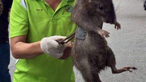 Giant rat photo goes viral on social media