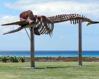 Whale Skeleton at Morro Jable | Alistair Young | Flickr