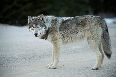 Must-See Wildlife In Banff National Park & Where To See Them