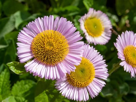 Seaside Daisy Care - Tips On Seaside Daisy Planting In Gardens