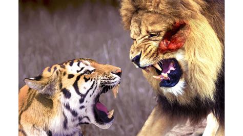 Tiger Vs Lion Wallpaper