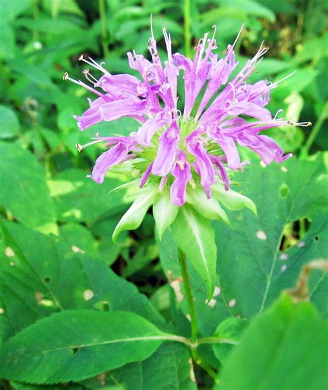 WILD BERGAMOT: (Monarda fistulosa). Photographed July 10, 2016 at Independence Marsh, Beaver ...