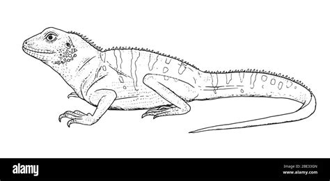 Drawing of so called Chinese water dragon lizard. Sketch of reptile ...