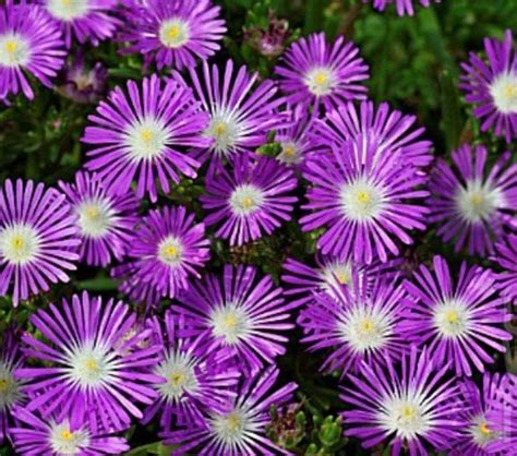 Stardust Flower Seeds, Ice Plant . Delosperma Floribunda ,Succulent50 Seeds in 2022 | Ice plant ...