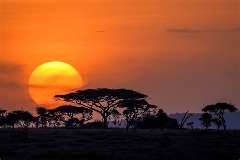 Top 10 Facts about the Serengeti National Park, Tanzania - Discover Walks Blog