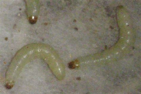 Indian Meal Moth Larvae - What's That Bug?