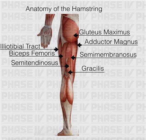 Hamstrings Anatomy