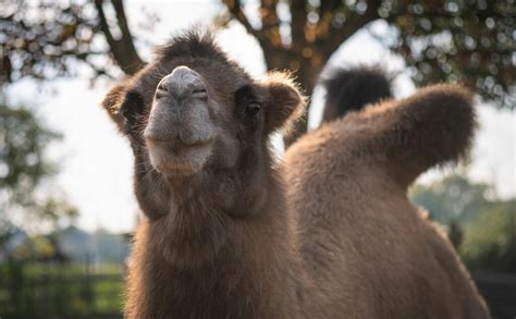 Domestic Bactrian camel | London Zoo