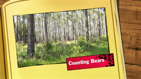 Counting Bears (Updated Version) - YouTube