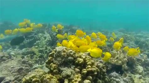 Snorkeling at Kahaluu Beach Park, Kailua - Kona, HAWAII - YouTube