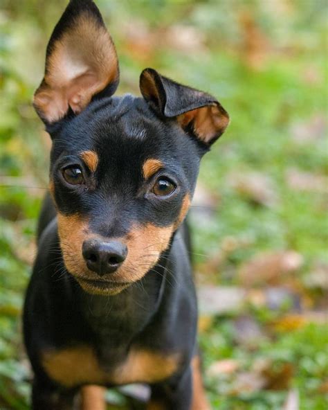 Min pin Billy | Miniature pinscher dog, Miniature pinscher puppy, Dogs