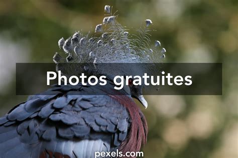 40 000+ Danphe Bird banque d’images et photos libres de droit · Téléchargement gratuit · Photos ...