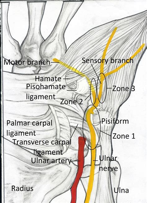 Guyon's Canal Anatomy, Pictures - eHealthStar