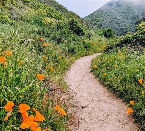 8 Gorgeous Big Sur Hiking Trails You Must Explore 2024 - Veggies Abroad