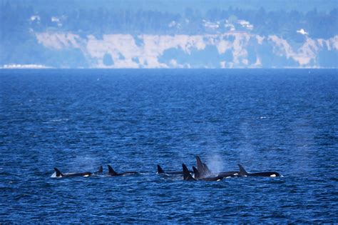 Pod Of Orca Whales Swimming Fine Art Photo Print | Photos by Joseph C. Filer