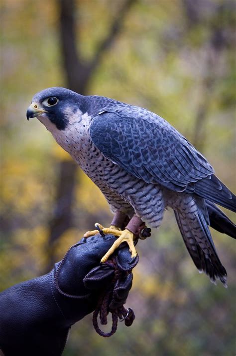 Peregrine | Beautiful birds, Pet birds, Birds of prey