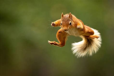 Flying Squirrel Vocalizations - Nature Blog