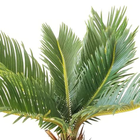 Sago Palm | InteriorPlants.ca