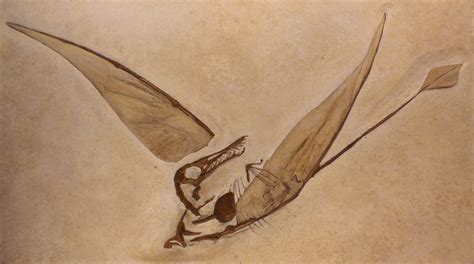 Pterosaurs - The Flying Reptiles - Evolution