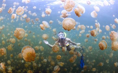 Jellyfish Lake: Why is the Ongeim’l Tketau lake full of jellyfish ...