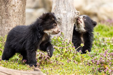 Andean Bear Cub Brothers Now on View Outdoors at the Smithsonian’s National Zoo | Smithsonian's ...