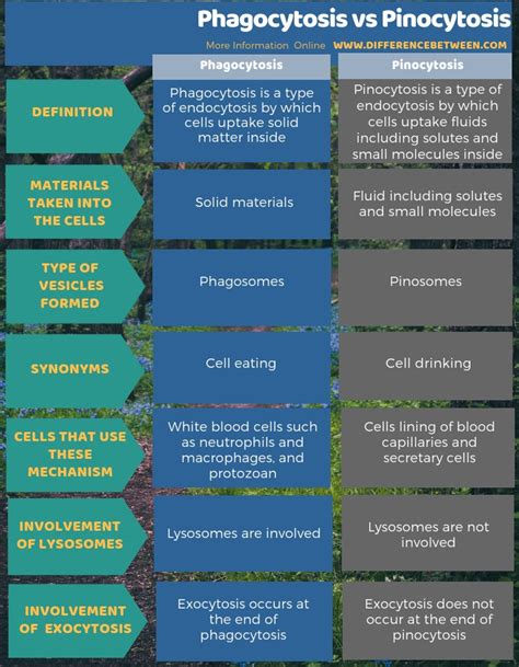 Difference Between Phagocytosis and Pinocytosis