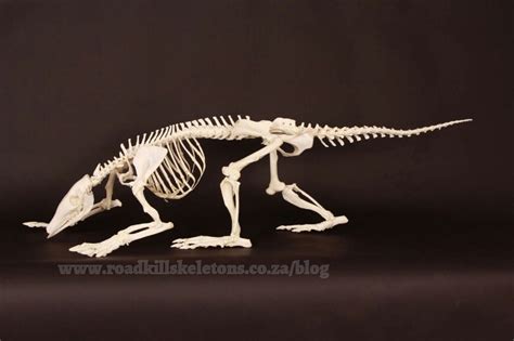 Roadkill Skeletons | Clones, Skeletons | Consulting - ON AARDVARK ...