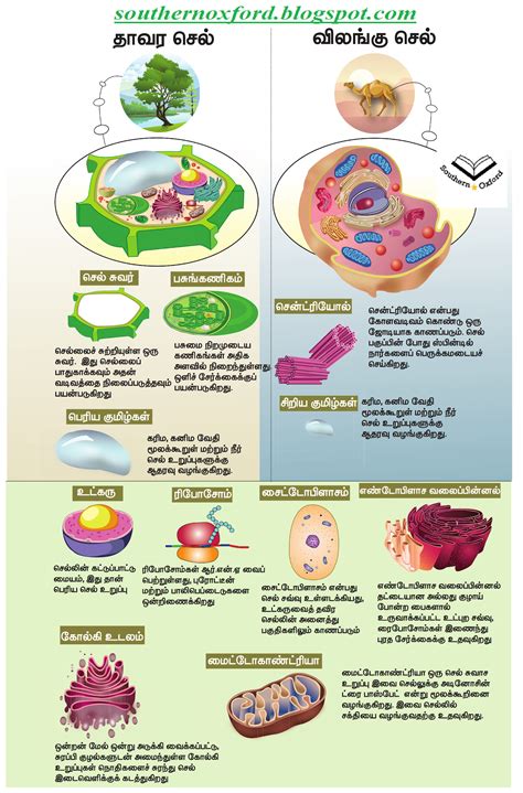 Parts of Animal Cell & Plant Cell