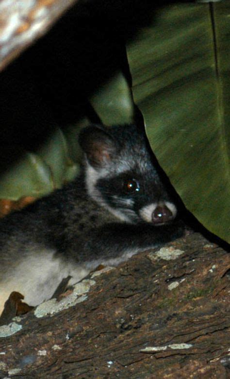 Malabar large-spotted civet, lives in western mountains of India. It is critically endangered ...