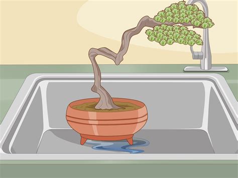 3 Simple Ways to Water a Bonsai Tree - wikiHow