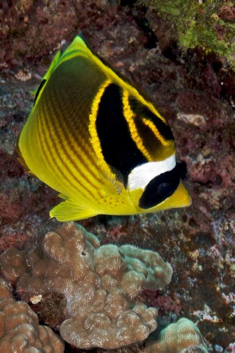 Raccoon Butterflyfish 166 - Version 2 | Raccoon Butterflyfis… | Flickr