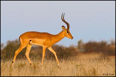 Botswana Wildlife Page