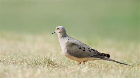 Mourning Dove Call And Sounds - What Do They Mean?