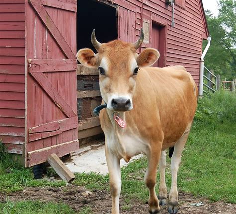 A Jersey cow standing near her old red barn. Milk The Cow, Cow’s Milk, Raw Milk, Jersey Cattle ...