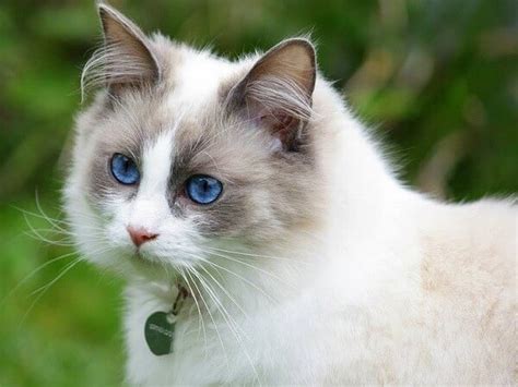 British Shorthair Ragdoll Mix: Complete Guide - Vocal Cats