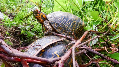 Nancy L. Barrett Photography | Eastern Box Turtle Nesting